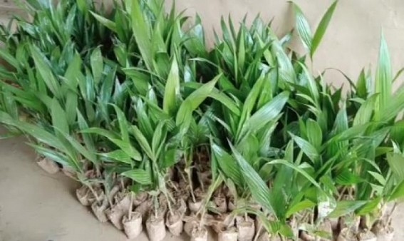 Betel Nut Plants distribution scam reported in Mungiakami Betel Nut Plants distribution scam reported in Mungiakami