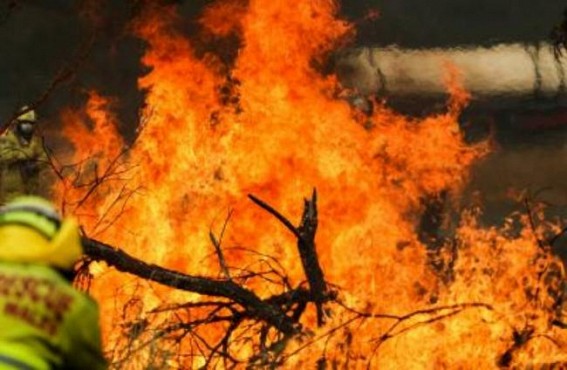 Threatened species at risk from S.Australian bushfire Threatened species at risk from S.Australian bushfire