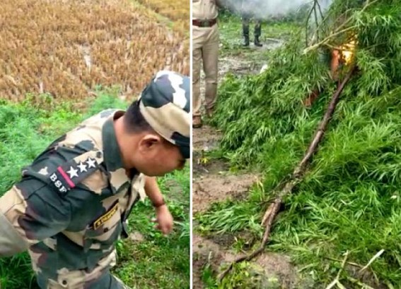 Belonia: PR Bari PS police destroyed above 400 cannabis plants Belonia: PR Bari PS police destroyed above 400 cannabis plants