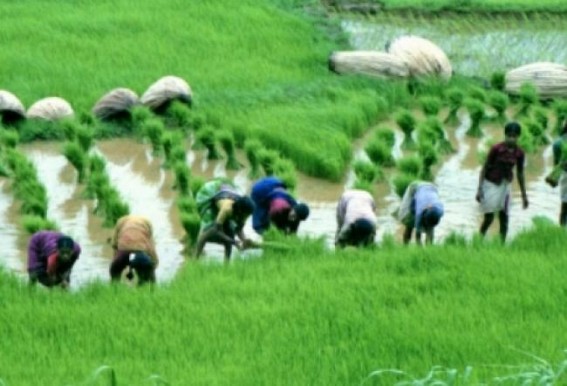 Agri Ministry open to pro-farmer changes in Crop Insurance scheme: Official Agri Ministry open to pro-farmer changes in Crop Insurance scheme: Official