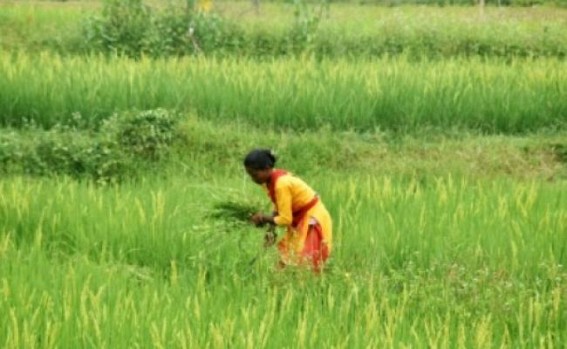 TN procures 1.5 L tonne paddy more than previous year TN procures 1.5 L tonne paddy more than previous year