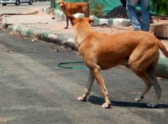 Lucknow: 2 doctors among 5 attacked by dog on KGMU campus Lucknow: 2 doctors among 5 attacked by dog on KGMU campus