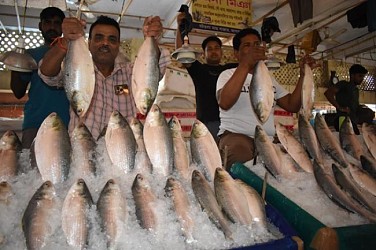 Hilsa Fish arrive market ahead of Poyla Boishakh. TIWN Pic April 13