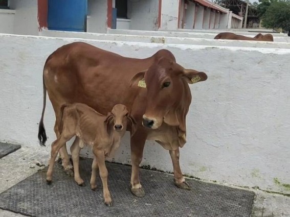 NDRI achieves success in producing Gir breed calf, using IVF technology NDRI achieves success in producing Gir breed calf, using IVF technology
